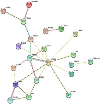 Effects of Triiodothyronine on Human Osteoblast-Like Cells: Novel Insights From a Global Transcriptome Analysis